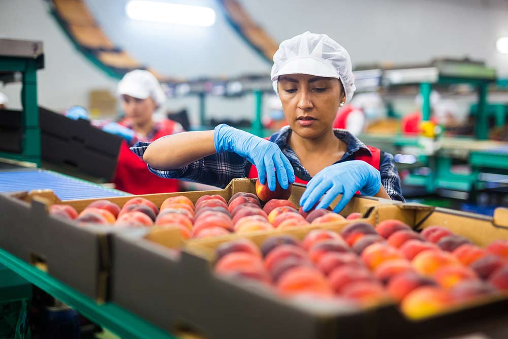 Worker placing apples in a box